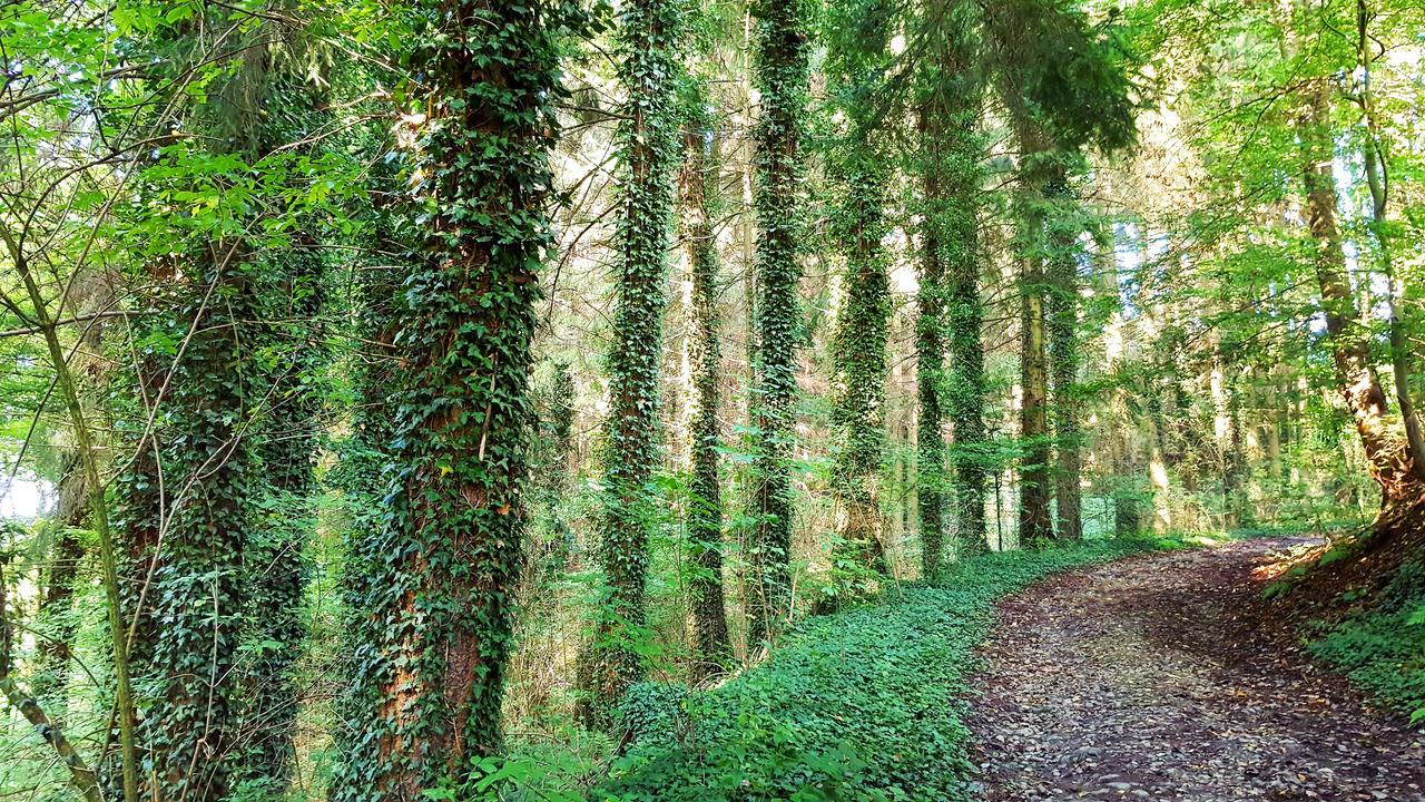 Graefrath Gaestehaus Neunkirchen-Seelscheid Neunkirchen  Bagian luar foto